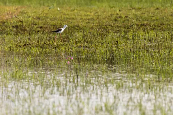 Okavango Deltası, Botsvana 'da Himantopus Himantopus adlı siyah kanatlı ayaklıkların telefon çekimleri..