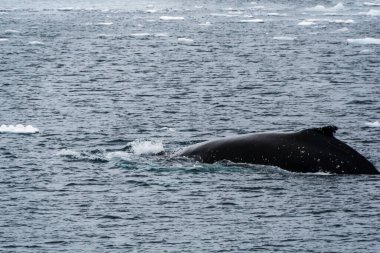 Dalış yapan bir kambur balinanın arkası Megaptera novaeanglia- sırt yüzgeci ve şişme deliği de dahil. Görüntü, Antarktika yarımadasındaki Lemaire kanalının girişinden alınmıştır..