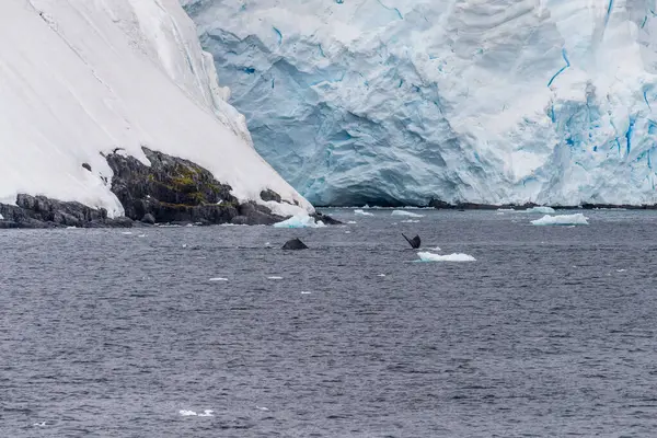 stock image A tranquil Antarctic landscape, near Graham passage, on the Antarctic Peninsula, with a diving humpback whale -Megaptera novaeangliae -in the foreground.