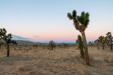 Joshua Tree Ulusal Parkı 'nda sabahın erken saatlerinde kış sabahı.