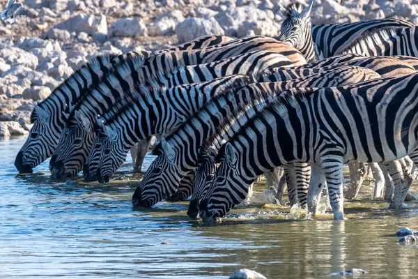 stock image A group of Burchells Plains zebra -Equus quagga burchelli- drinking from a waterhole on the plains of Etosha National Park, Namibia.