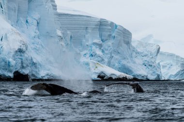 Dalış yapan bir kambur balinanın kuyruğuna yakın plan. Megaptera novaeangliae. Görüntü Graham geçidinde çekildi, Charlotte Körfezi, Antarktika Yarımadası yakınlarında..
