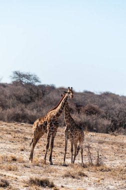 İki Angola Zürafası - Züraffa Zürafası - Etosha Ulusal Parkı, Namibya uçaklarında duruyor..