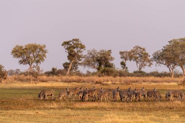 Telephoto shot of a large herd of Burchells Plains zebras, Equus quagga burchelli, running on the dry lands of the Okavango Delta, Botswana.