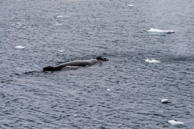 Close-up of the back of a diving humpback whale -Megaptera novaeangliae- including the dorsal fin and blow hole. Image taken inear the entrance of the Lemaire channel, in the Antarctic peninsula. clipart