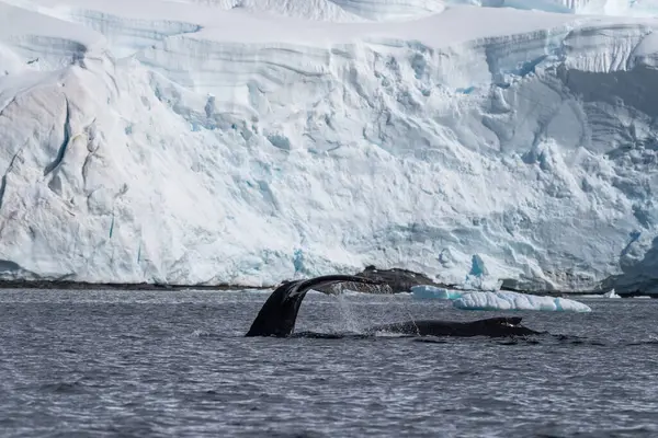 stock image A tranquil Antarctic landscape, near Graham passage and Charlotte Bay, with a diving humpback whale -Megaptera novaeangliae -in the foreground.