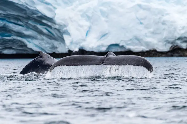 stock image Close-up of the tail of a diving humpback whale -Megaptera novaeangliae. Image taken in the Graham passage, near Charlotte Bay, Antarctic Peninsula.