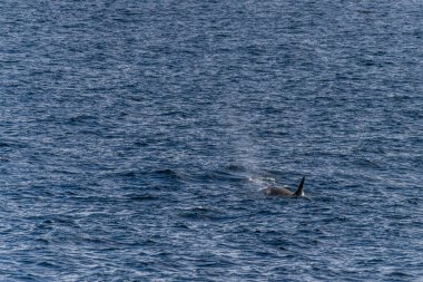 Katil balina Orcinus Orca 'nın yakın çekimi, Anvers Adası yakınlarındaki Antarktika yarımadasının sularında yüzüyor..