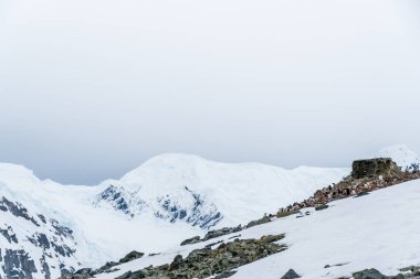 Antarktika Yarımadası 'ndaki Danco Adası' ndaki Gentoo Penguen-Pygoscelis papua kolonisinin bir taklidi.