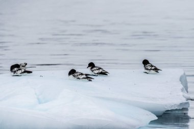 Antarktika Yarımadası 'ndaki Danco Adası yakınlarındaki bir buzdağında dinlenen bir grup Cape Petrels-Daption pelerini.