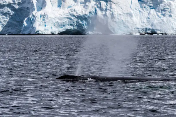 Stock image Close-up of the back of a diving humpback whale -Megaptera novaeangliae- including the dorsal fin and blow hole. Image taken in the Graham passage, near trinity island, in the Antarctic peninsula.