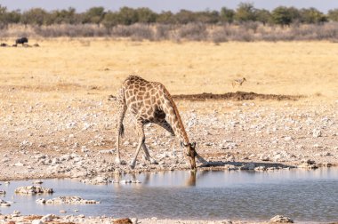 Angolan Zürafaları, Giraffa Zürafaları, Namibya 'daki Etosha Ulusal Parkı' ndaki bir su birikintisinden su içiyorlar..