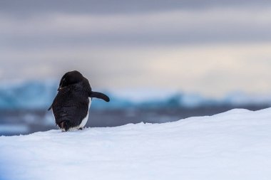 Antarktika Yarımadası 'ndaki balık adalarının yakınlarındaki bir buzdağının üzerinde duran bir Adelie Pengueni' nin yakın çekimi.