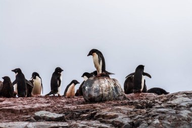 Adelie Pengueni 'nin izlenimi Pygoscelis Adelia- kolonisi, Antarktika Yarımadası' ndaki balık adaları yakınında.