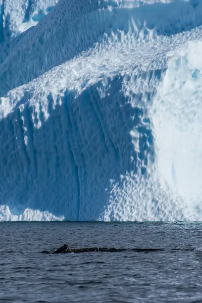 stock image Close-up of the back of a diving humpback whale -Megaptera novaeangliae- including the dorsal fin and blow hole. Image taken in the Graham passage, near trinity island, in the Antarctic peninsula.