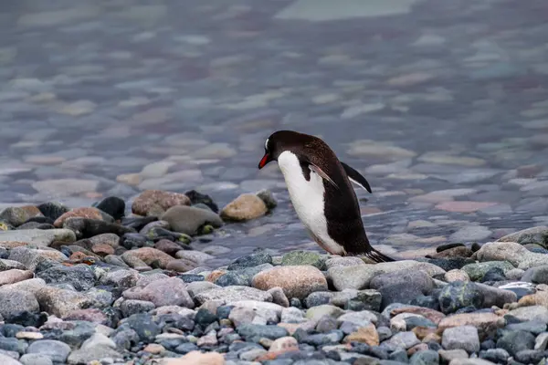 Stock image Telephoto shot of aGentoo Penguin -Pygoscelis papua- walking along the rocky shore of Cuverville island, on the Antarctic peninsula