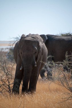 Yetişkin bir Afrika Çöl Fili olan Loxodonta Afrikana Namibya 'daki Etosha Ulusal Parkı ovalarında otluyor..