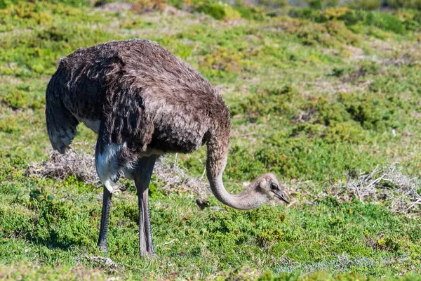 stock image Close-up of an Osterich -Struthio camelus- near Cape of Good Hope, South Africa.