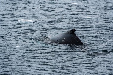 Dalış yapan bir kambur balinanın arkası Megaptera novaeanglia- sırt yüzgeci ve şişme deliği de dahil. Görüntü, Antarktika yarımadasındaki Lemaire kanalının girişinden alınmıştır..