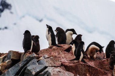 Adelie Pengueni 'nin izlenimi Pygoscelis Adelia- kolonisi, Antarktika Yarımadası' ndaki balık adaları yakınında.