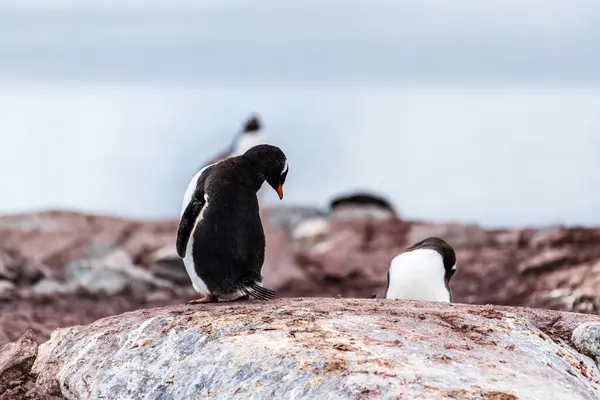 stock image Close-up of Gentoo Penguin -Pygoscelis papua- at Cuverville Island, on the Antarctic Peninsula