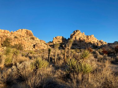 Gün batımında Joshua Tree Ulusal Parkı 'nın manzara görüntüsü.