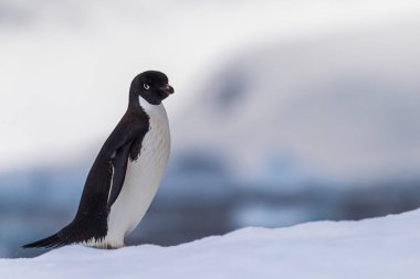 Antarktika Yarımadası 'ndaki balık adalarının yakınlarındaki bir buzdağının üzerinde duran bir Adelie Pengueni' nin yakın çekimi.