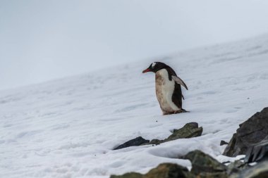 Antarktika Yarımadası 'ndaki Danco adasındaki bir koloninin karlı bir arazisinde penguen otobanı boyunca yürüyen Gentoo Penguen-Pygoscelis papağanının yakın çekimi.