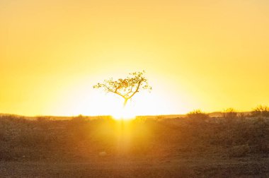 Telephoto shot of a single tree silhoutte, backlit by the setting sun. Near Sesriem Canyon Namibia.