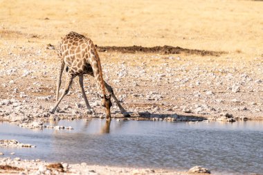 Angolan Zürafaları, Giraffa Zürafaları, Namibya 'daki Etosha Ulusal Parkı' ndaki bir su birikintisinden su içiyorlar..