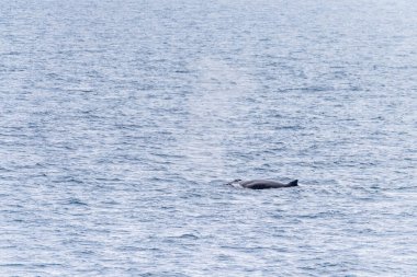 Dalış yapan bir kambur balinanın arkası Megaptera novaeanglia- sırt yüzgeci ve şişme deliği de dahil. Görüntü Antarktika yarımadasındaki Anvers adasının yakınındaki Gerlache boğazında çekilmiştir..