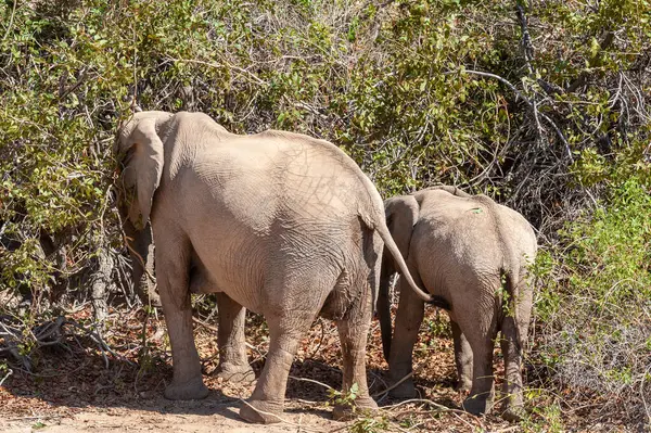 stock image Closeup of two African Desert Elephant - Loxodonta Africana- wandering in the desert in North Western Namibia.