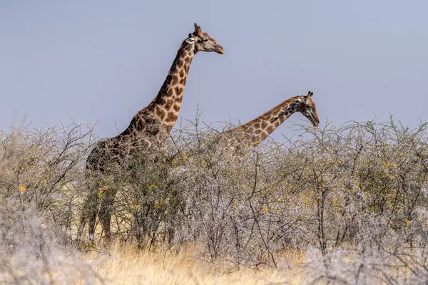 Namibya 'daki Etosha Ulusal Parkı' ndaki ağaçlardan yemek yiyen iki Angolyalı zürafanın telefon görüntüsü..