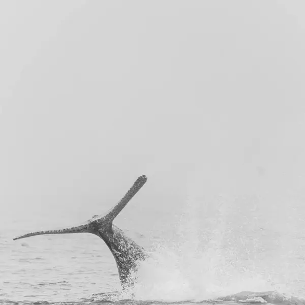 stock image The Tail of a Humpback whale - Megaptera novaeangliae- emerging from the surface of the ocean, near Walvis Bay, Namibia.