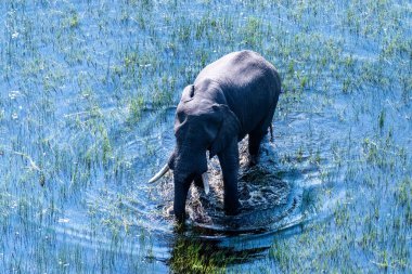 Botswana 'daki Okavango Deltası' nın sığ sularında yüzen bir Afrika filinin telefoto görüntüsü..