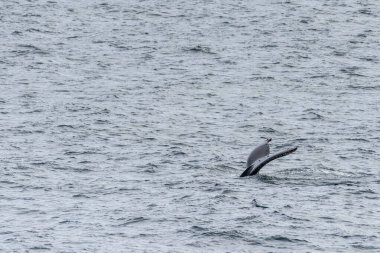 Antarktika Yarımadası 'ndaki Anvers Adası yakınlarında sahnenin etkisi. Ön planda dalış yapan bir kambur balina -Megaptera novaeanglie- gösteriliyor.