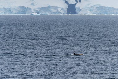 Katil balina Orcinus Orca 'nın yakın çekimi, Anvers Adası yakınlarındaki Antarktika yarımadasının sularında yüzüyor..