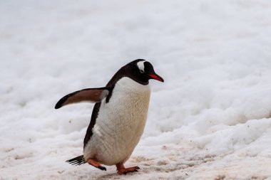 Penguen otobanı boyunca yürüyen ve Cuverville adasında taze kar altında yatan iki Gentoo Pengueni-Pygoscelis Papua 'nın telefon çekimleri..