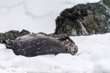 Antarktika yarımadasındaki Danco Adası yakınlarındaki küçük bir buzdağında dinlenen İki Weddell fok balığının yakın çekimi.
