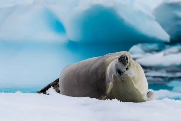 stock image Close-up of a crabeater seal -Lobodon carcinophaga- resting on a small iceberg near the fish islands on the Antarctic peninsula