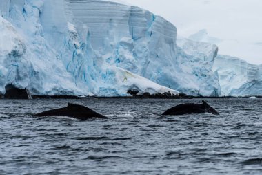 Dalış yapan bir kambur balinanın sırt yüzgeci olan Megaptera novaeangliae 'nin yakın çekimi. Görüntü Graham geçidinde çekildi, Charlotte Körfezi, Antarktika Yarımadası yakınlarında.
