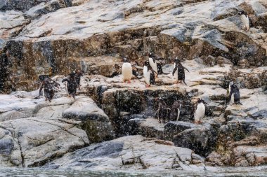 Gentoo Penguen-Pygoscelis papağanlarından oluşan bir grup Antarktika yarımadasındaki Primavera Üssü yakınlarındaki bir kayanın üzerinde duruyorlar.