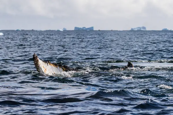 stock image Close-up of the tail of a diving humpback whale -Megaptera novaeangliae. Image taken in the Graham passage, near Charlotte Bay, Antarctic Peninsula.