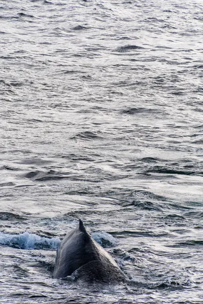 stock image Close-up of the back and dorsal fin of a diving humpback whale -Megaptera novaeangliae. Image taken in the Graham passage, near Charlotte Bay, Antarctic Peninsula