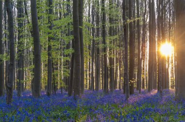 Yükselen güneş illumingating Hallerbos, bir bahar sabahı bluebells flowerbed.