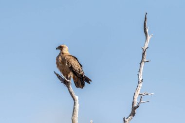 Tawny Eagle 'ın yakın çekimi - Aquila Rapax- Etosha Ulusal Parkı, Namibya' da bir ağaç tepesinde oturuyor..