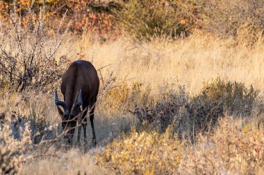 Bir Red Hartebeest Closeup - Alcelaphus buselaphus Caama- ayrıca Kongoni olarak bilinen, ya da Cape Hartebeest Etosha Milli Parkı ovalarında.