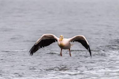 Walvis Bay, Namibya yakınlarındaki büyük beyaz pelikan -Pelecanus onocrotalus 'un telefon görüntüsü.