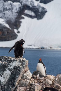 Gentoo Penguen-Pygoscelis Papua 'nın Antarktika yarımadasındaki Cierva Koyu kolonisindeki yavrularıyla yakın çekimi.