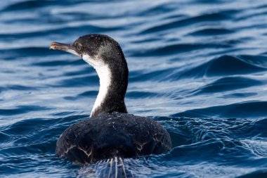 Close-up of an Antarctic Shag -Leucocarbo bransfieldensis- swimming at sea near Mikkelsen Harbour, Trinity Island, on the Antarctic Peninsula clipart